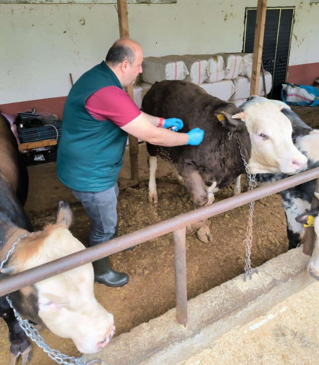 Giresun’da İlk 6 Ayda 269 Bin 614 Muhtelif Hayvan Aşılandı